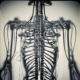 An android skeleton with structures based on human bones