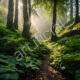 A serene magical forest bathed in soft diffused light