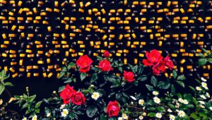 A vibrant arrangement of champagne bottles with red roses and white daisies.